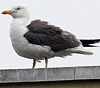 juvenile LBBG in October, ringed in Norway. (131273 bytes)